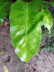 Asplenium serratum