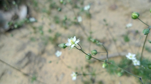Image of Morison's spurry by (c) aga_l_, some rights reserved (CC BY)