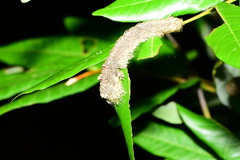 Lebeda nobilis