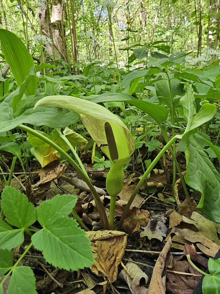 Arum orientale (Arum orientale)