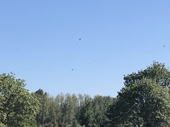 Petrochelidon pyrrhonota