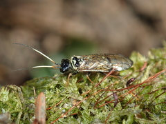 Pamphiliidae
