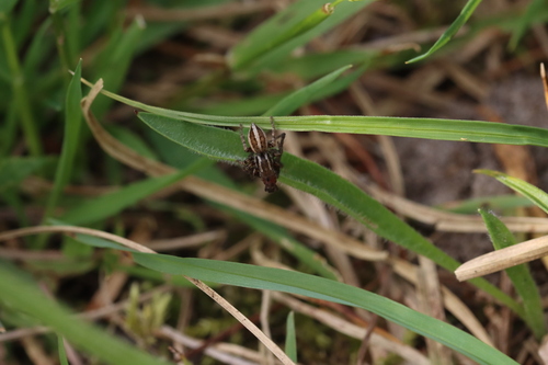 Gestreepte springspin, 1771 Wieringerwerf, Nederland, photo 8 of 10