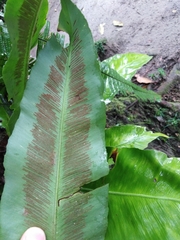 Asplenium serratum