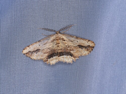 Waved Umber, Voitsberg, Österreich, photo 8 of 10