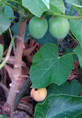 Jatropha curcas
