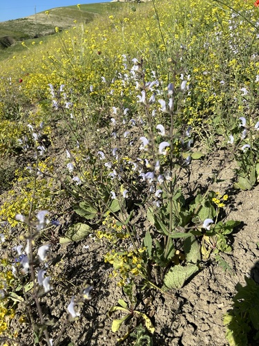Moroccan Sage (Salvia mouretii)