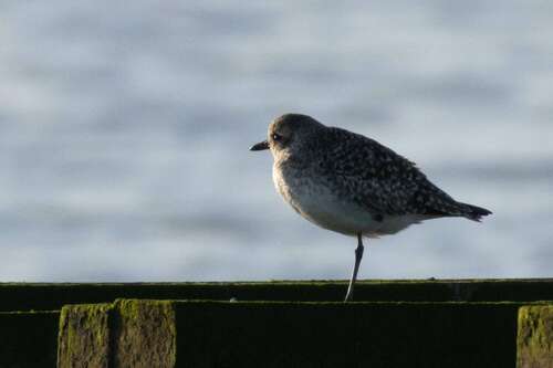 Chorlito gris (Pluvialis squatarola)