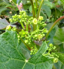 Jatropha curcas