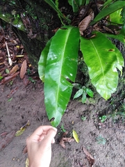 Asplenium serratum