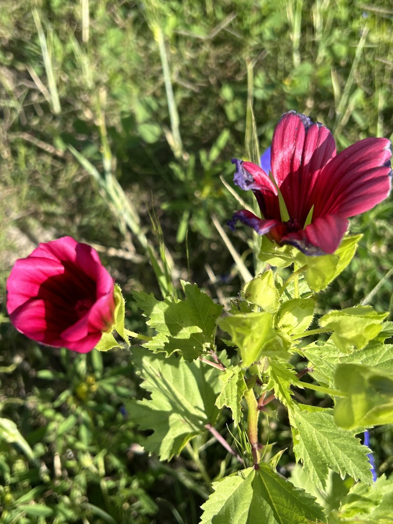 Foto de Malva-real