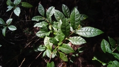 Mostuea brunonis