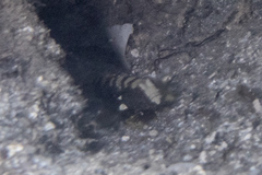 Cryptocentrus leucostictus