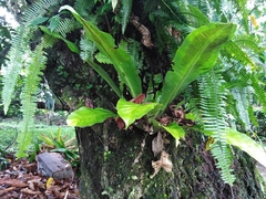 Asplenium serratum