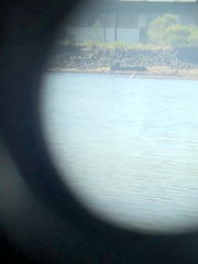 Pelecanus erythrorhynchos