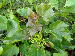 Jatropha curcas