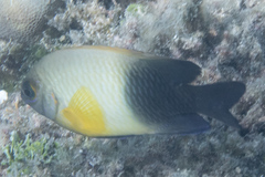 Chrysiptera unimaculata