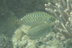 Siganus spinus