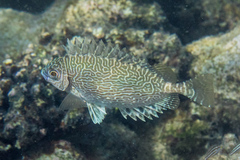 Siganus spinus