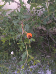 Bourreria cassinifolia