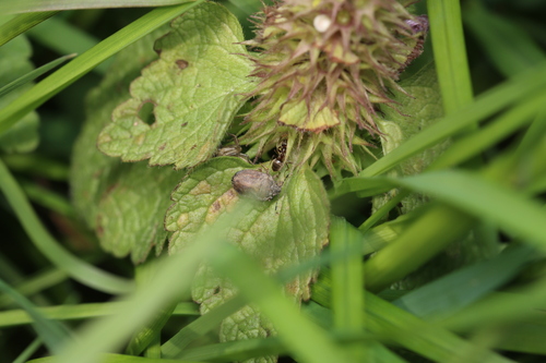 European Turtle-bug, 1771 Wieringerwerf, Nederland, photo 8 of 10