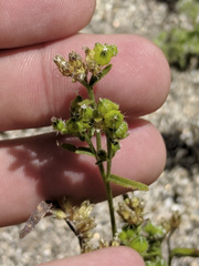 Cryptantha pterocarya