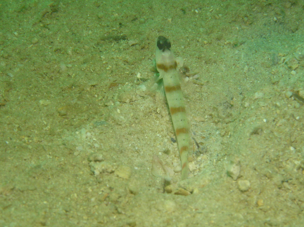 Eyebrow Goby
