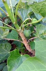 Jatropha curcas