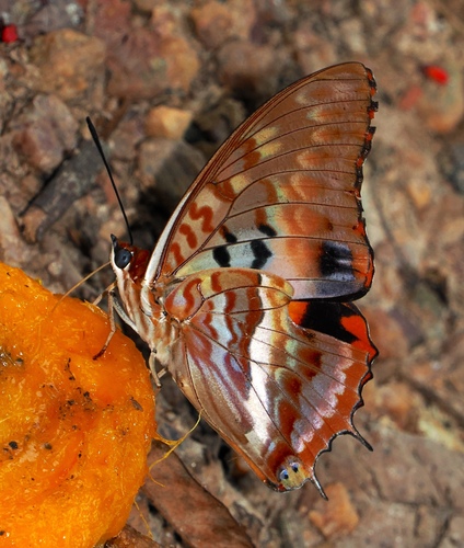 Western Red Charaxes
