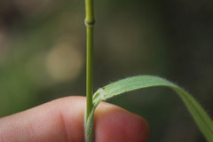 Bromus japonicus