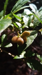 Mostuea brunonis