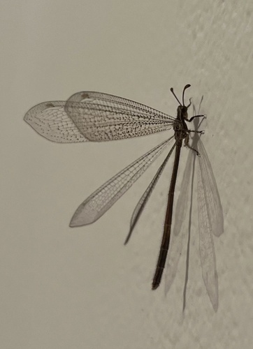 Argentoleon irrigatus