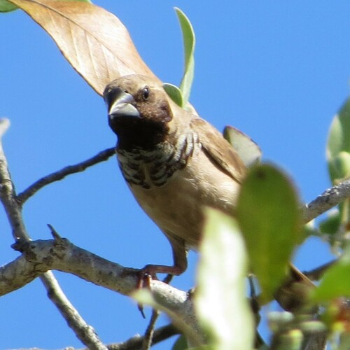 Pictorella Mannikin (Heteromunia pectoralis), photo 9