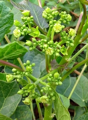 Jatropha curcas