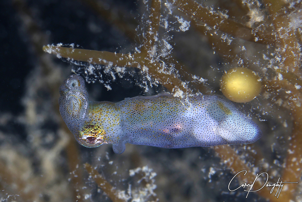 Southern Pygmy Idiosepiid from Blairgowrie Pier, 2900 Point Nepean Rd ...