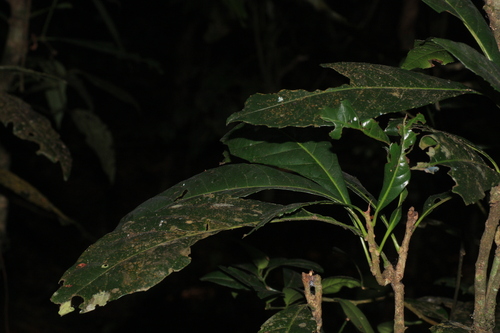 Image of Agrostistachys indica by (c) madhavan a.p, some rights reserved (CC BY)