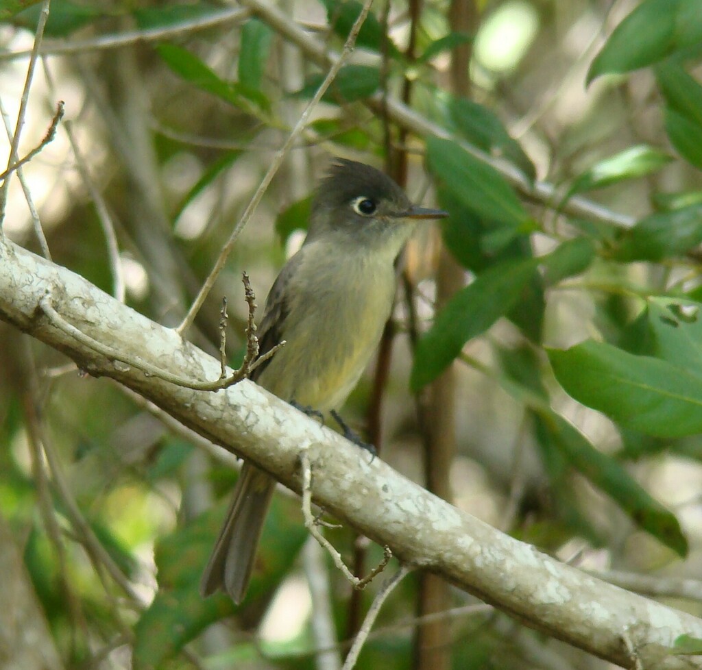 Cuban Pewee from Sandino, Cuba on November 7, 2010 at 12:26 AM by Joe ...