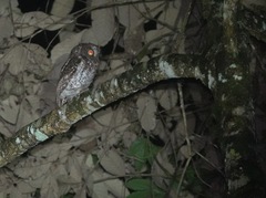 Mindanao Scops Owl photo 2