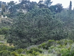 Pinus torreyana