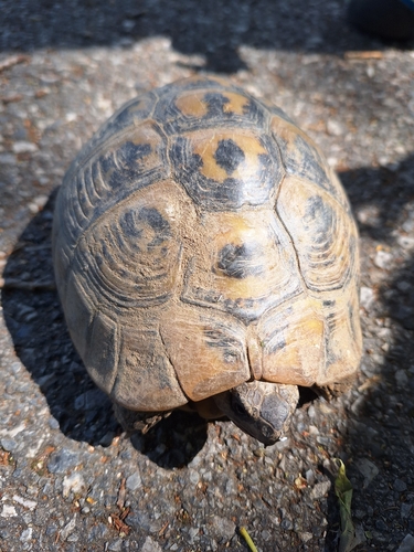 Hermann's Tortoise, Croatia, photo 10 of 10