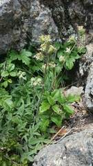 Phacelia imbricata imbricata
