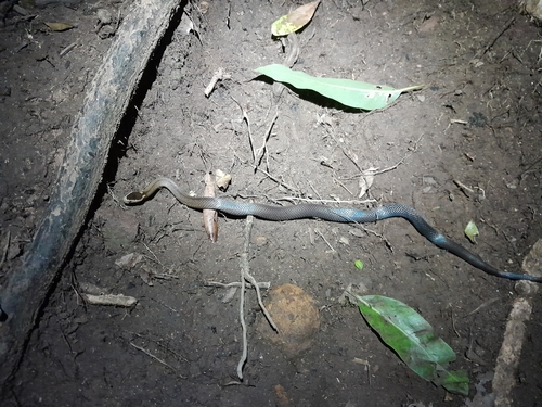 Golden-crowned Snake sighting