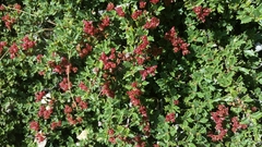 Ceanothus confusus