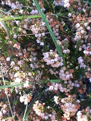 Erica curvirostris