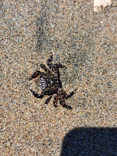 Marbled Crab