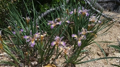Iris fernaldii