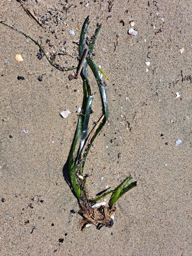 Neptune Grass