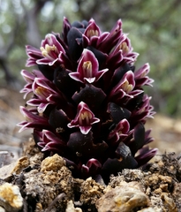 Kopsiopsis strobilacea