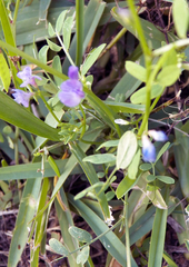 Vicia ludoviciana