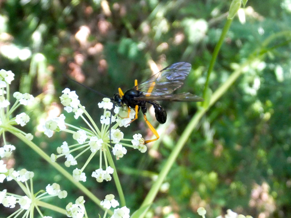 Banchus volutatorius